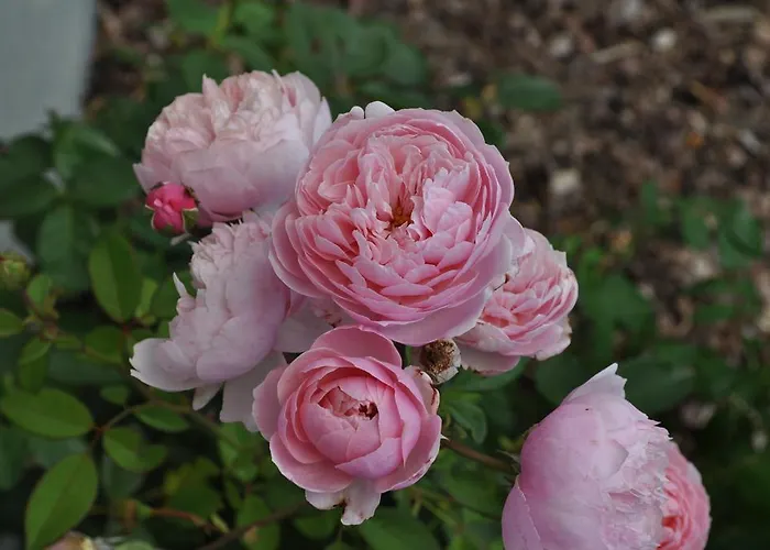 Frühstückspension Rose E Cioccolato Borgo Val di Taro