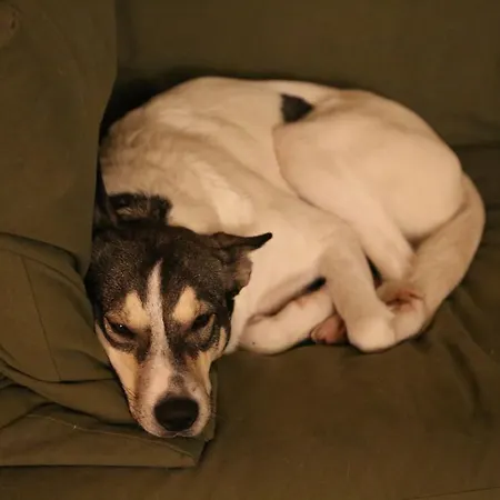 Alojamento de Acomodação e Pequeno-almoço Rose E Cioccolato 3*